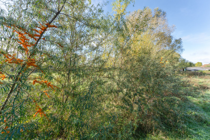 Proprietate rara in Covasna – liniste, spatiu si potential de investitie