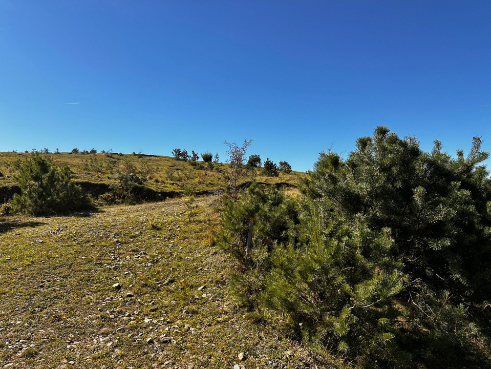 Refugiu la liziera padurii — teren ideal pentru casuta de vacanta